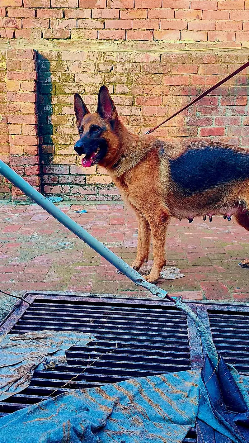 German shepherd pappy long coat — photo 5
