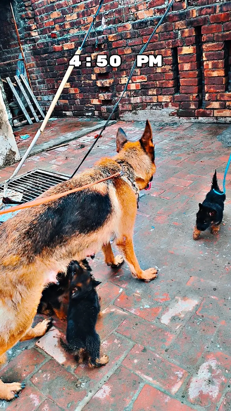 German shepherd pappy long coat — photo 6