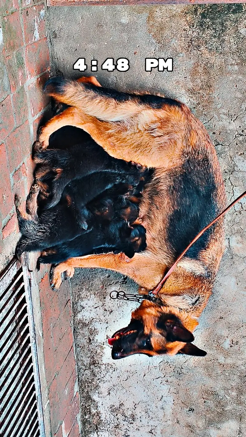 German shepherd pappy long coat — photo 7