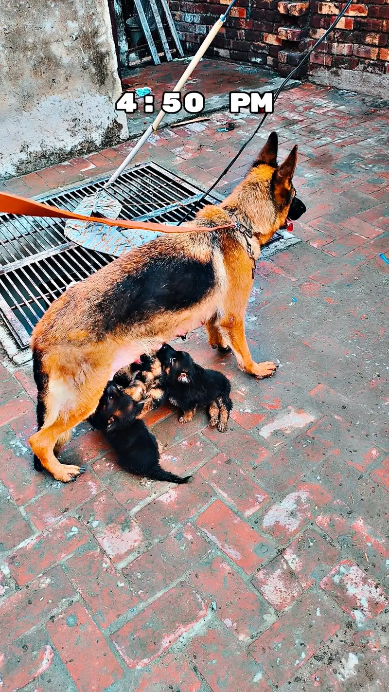 German shepherd pappy long coat — photo 8