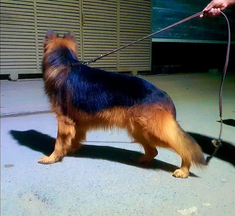 German shepherd pappy long coat — photo 10