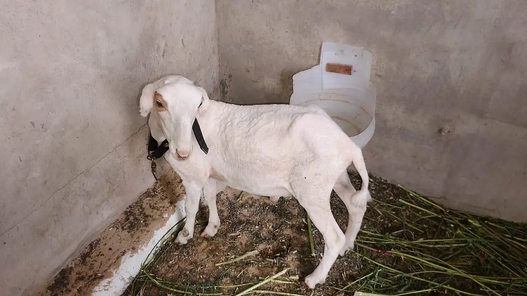 larkana cross and khara dumba — photo 3