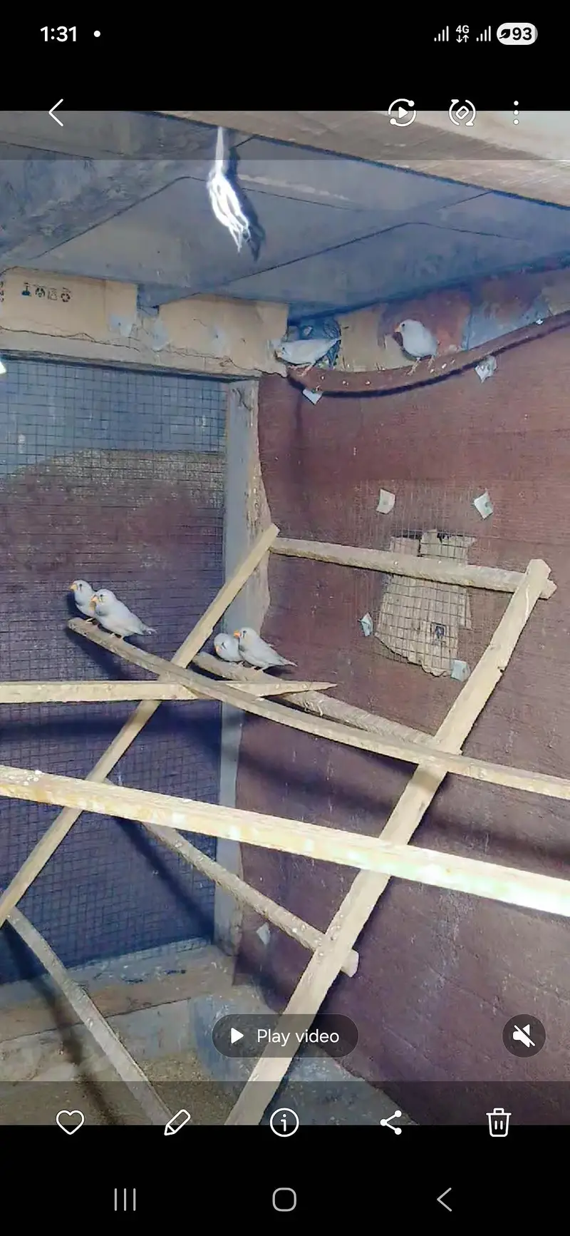 white zebra finch — photo 2