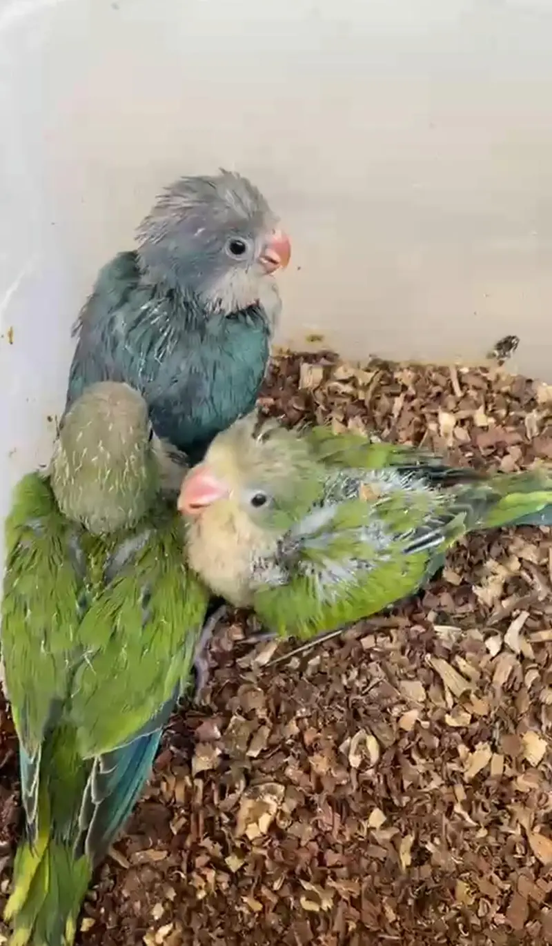 Hand tamed 0-Bite | Monks, Ringnecks, Sun Conures, Kashmiri Pahari Etc — photo 4
