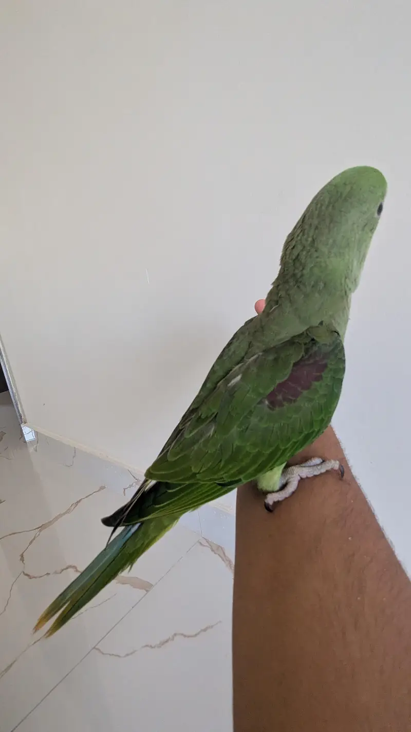 Hand tamed 0-Bite | Monks, Ringnecks, Sun Conures, Kashmiri Pahari Etc — photo 5
