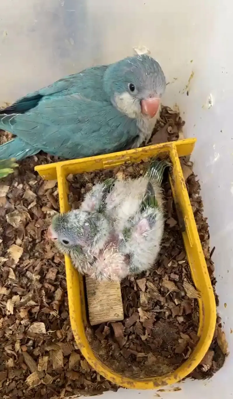 Hand tamed 0-Bite | Monks, Ringnecks, Sun Conures, Kashmiri Pahari Etc — photo 8