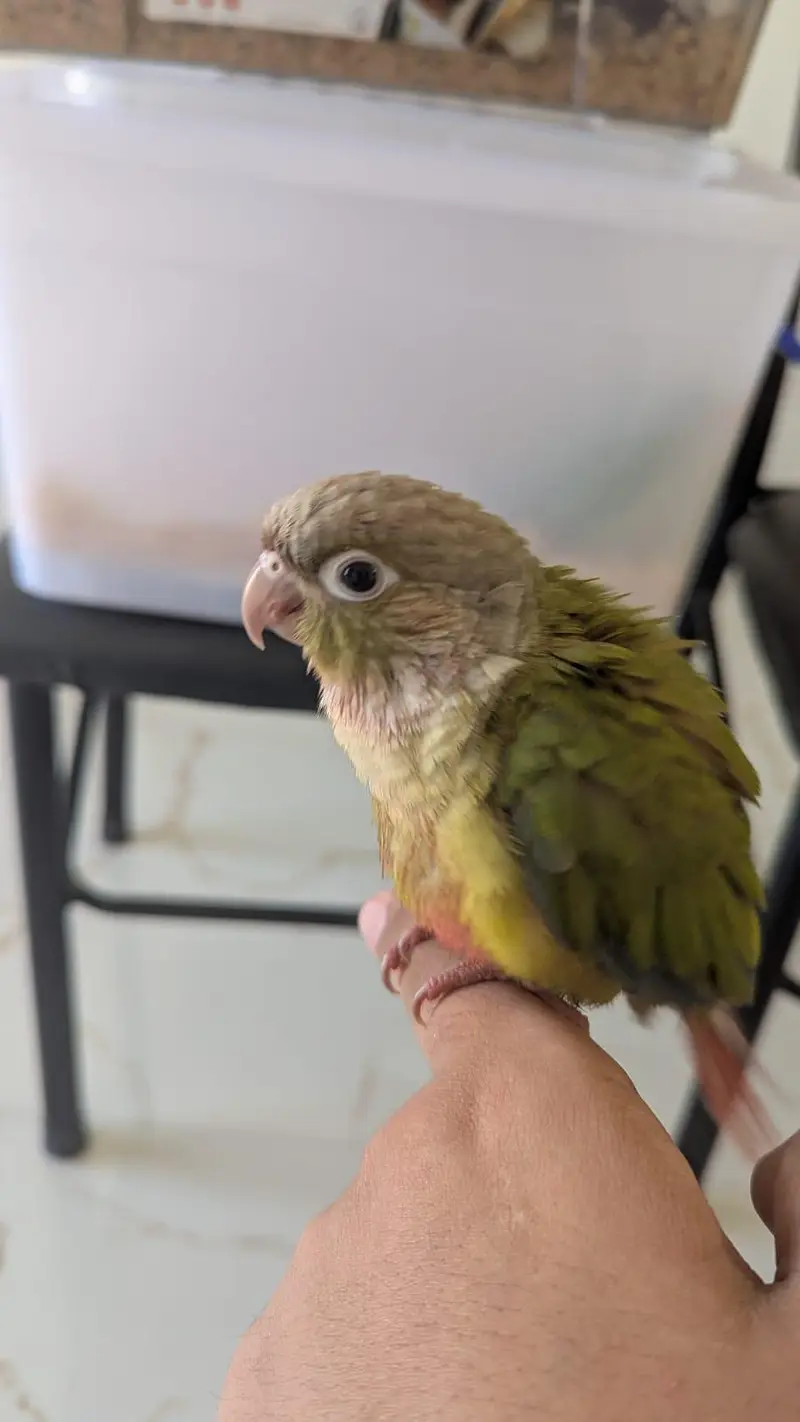 Hand tamed 0-Bite | Monks, Ringnecks, Sun Conures, Kashmiri Pahari Etc — photo 9