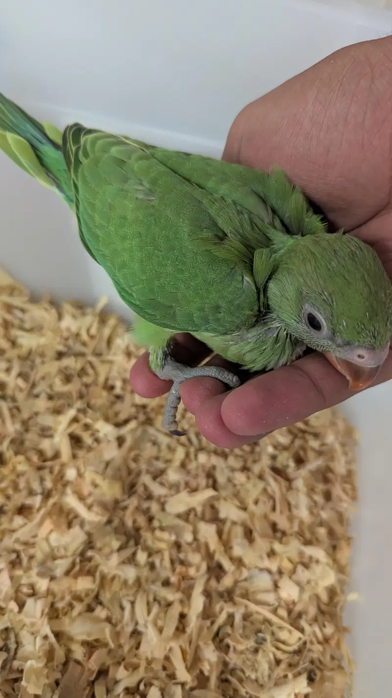 Hand tamed 0-Bite | Monks, Ringnecks, Sun Conures, Kashmiri Pahari Etc — photo 10