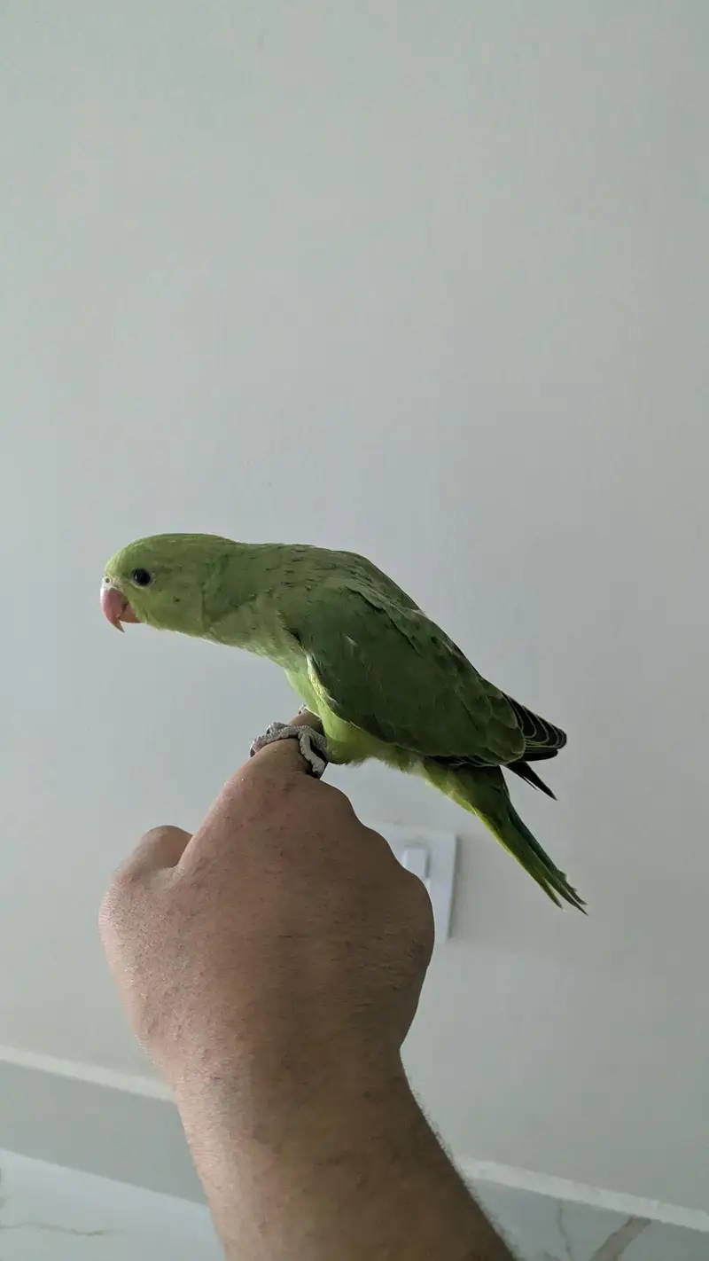 Hand tamed 0-Bite | Monks, Ringnecks, Sun Conures, Kashmiri Pahari Etc — photo 11