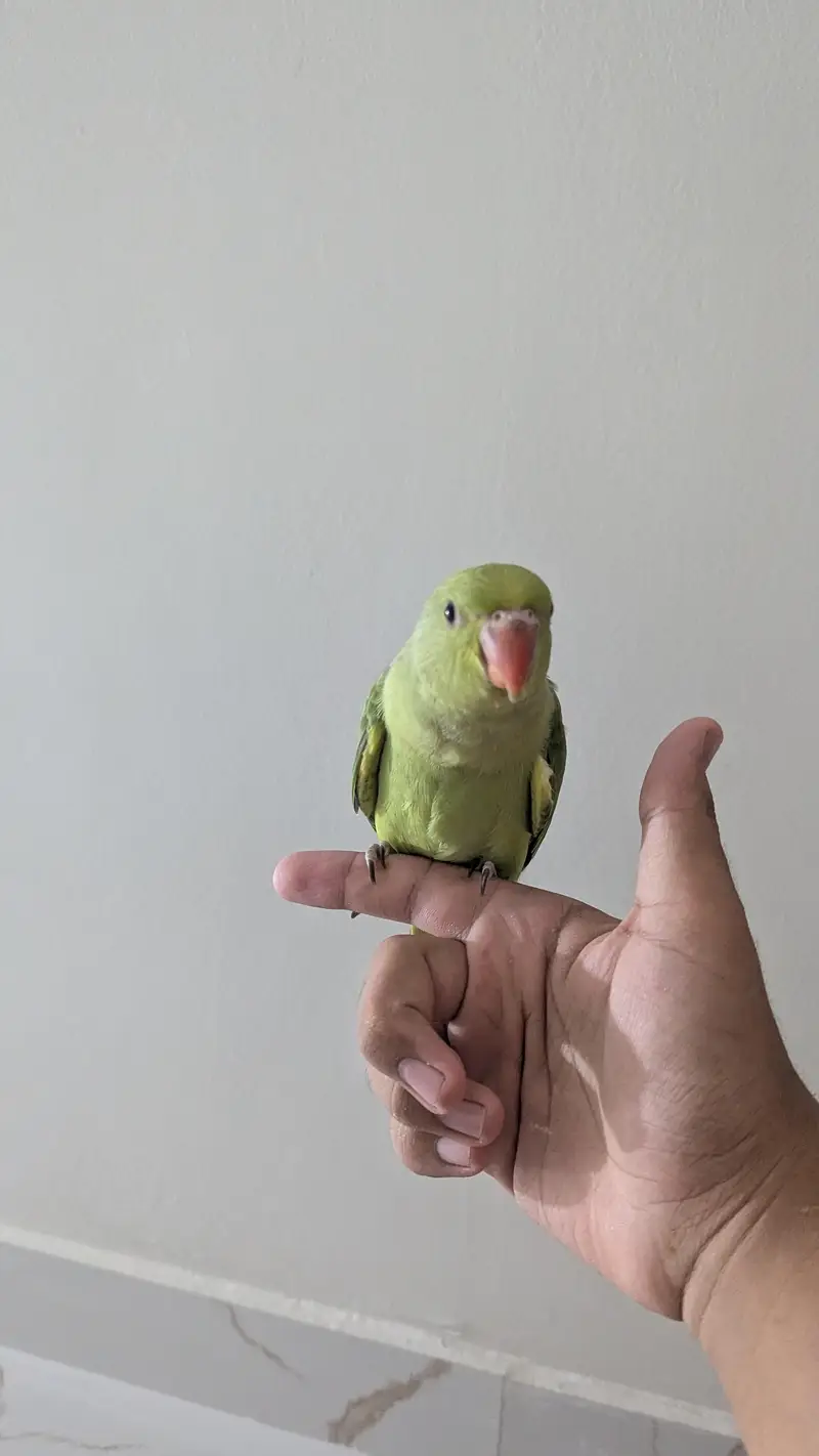 Hand tamed 0-Bite | Monks, Ringnecks, Sun Conures, Kashmiri Pahari Etc — photo 12