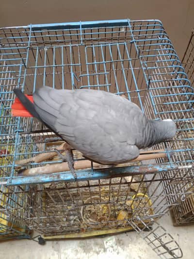 Beautiful Grey parrot in. +92 315 2374431