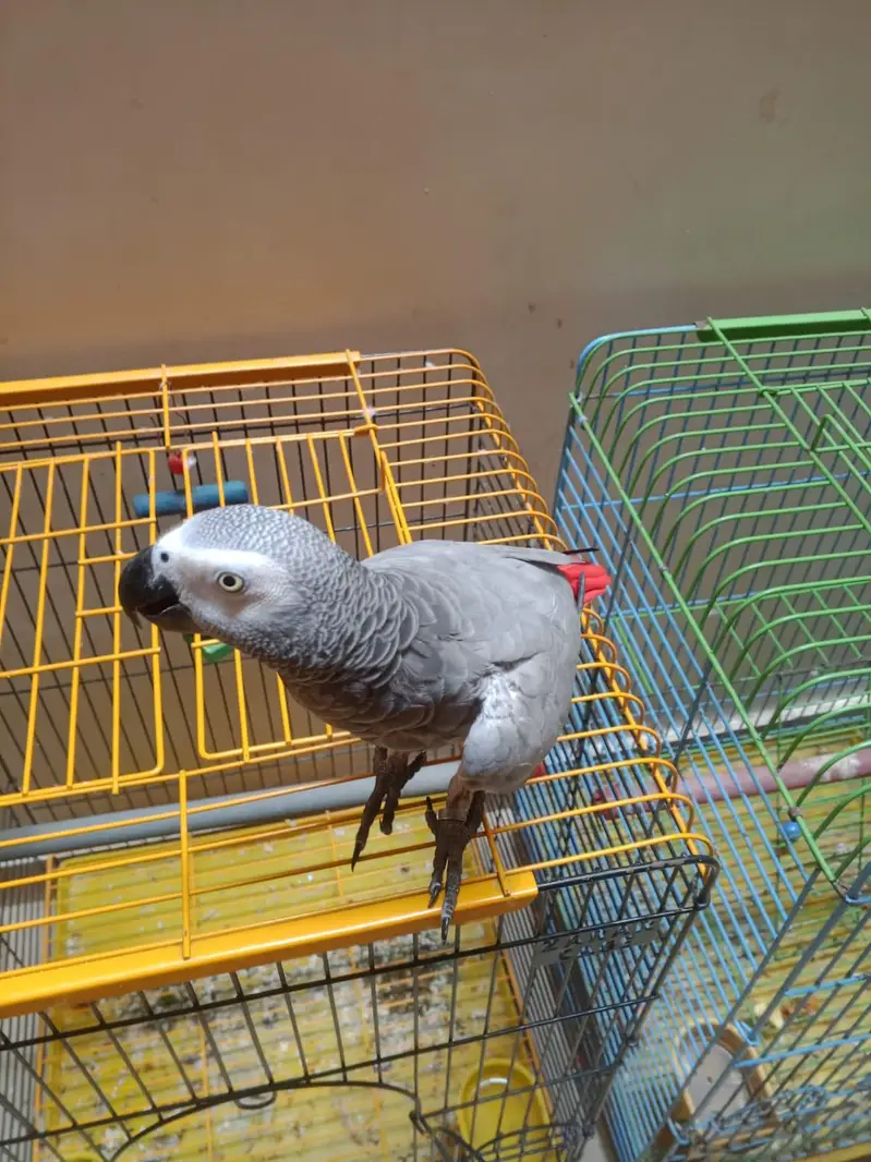 Beautiful Grey parrot in. +92 315 2374431 — photo 2