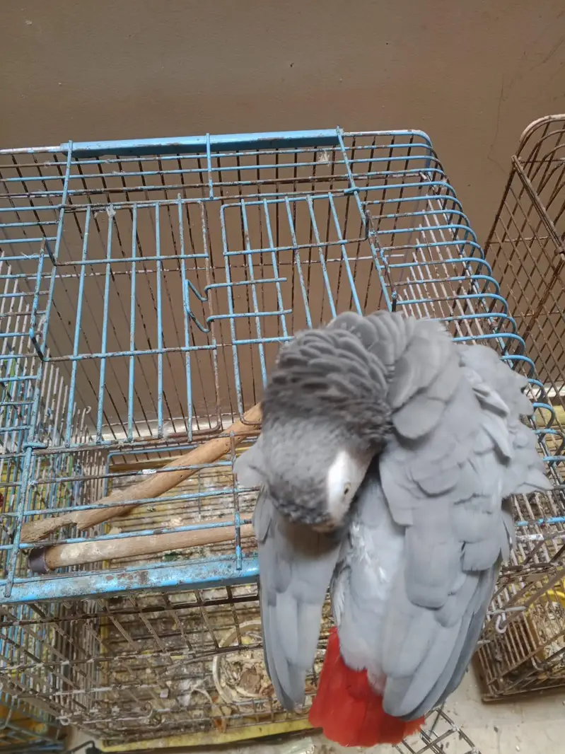Beautiful Grey parrot in. +92 315 2374431 — photo 3