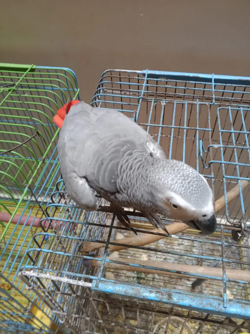Beautiful Grey parrot in. +92 315 2374431 — photo 4