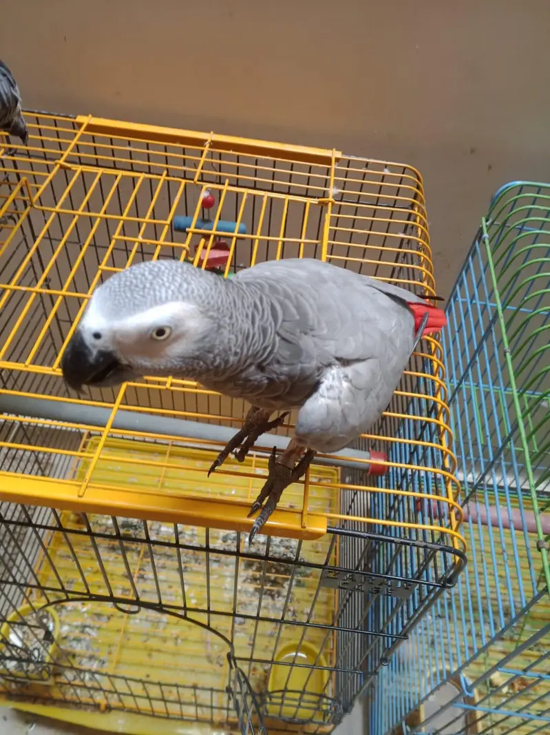 Beautiful Grey parrot in. +92 315 2374431 — photo 5