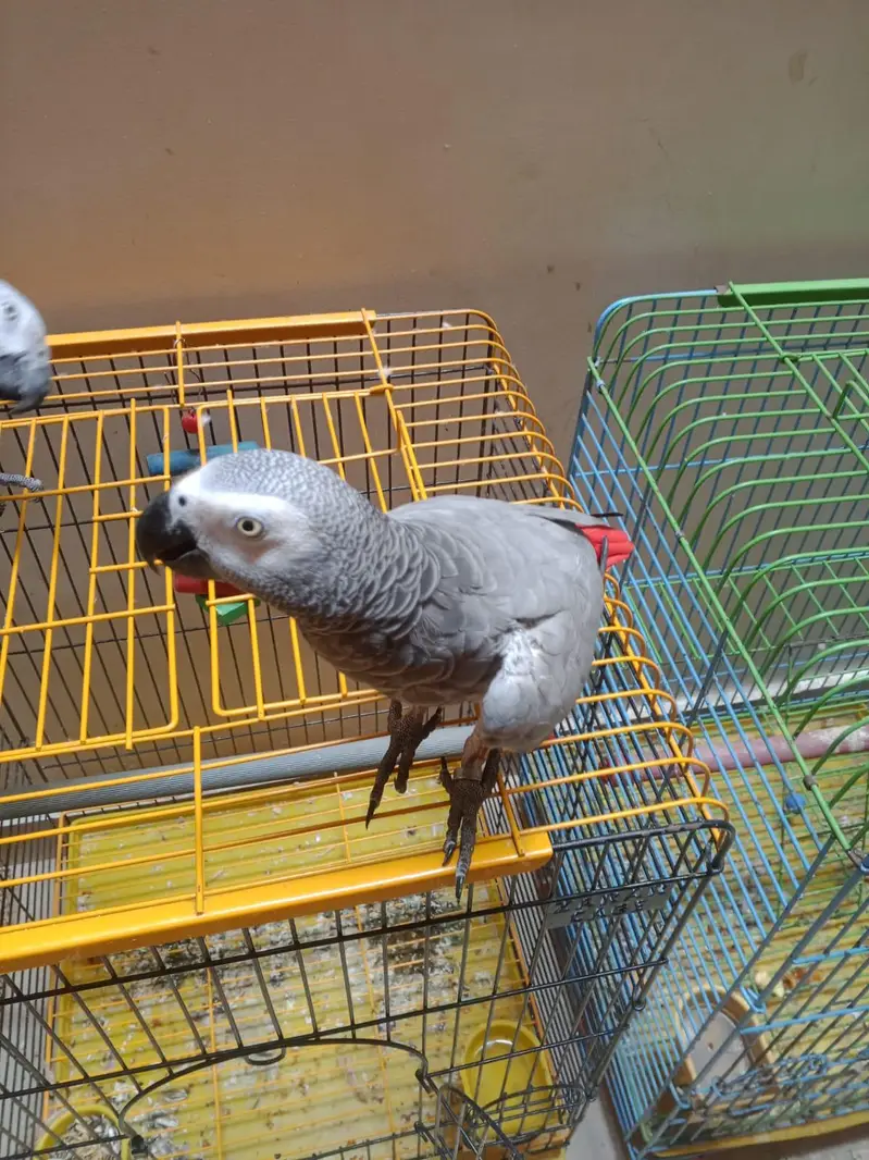 Beautiful Grey parrot in. +92 315 2374431 — photo 6