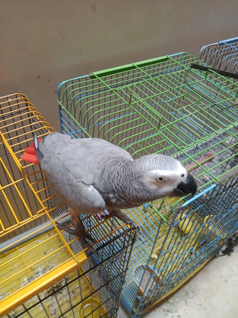 Beautiful Grey parrot in. +92 315 2374431 — photo 7
