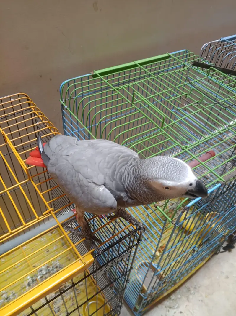 Beautiful Grey parrot in. +92 315 2374431 — photo 8