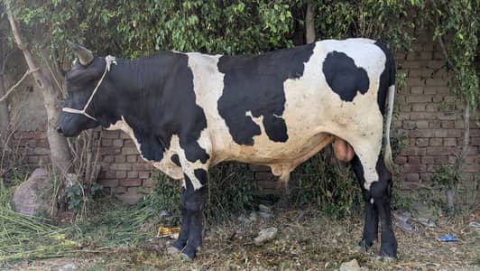 male cow for sale
