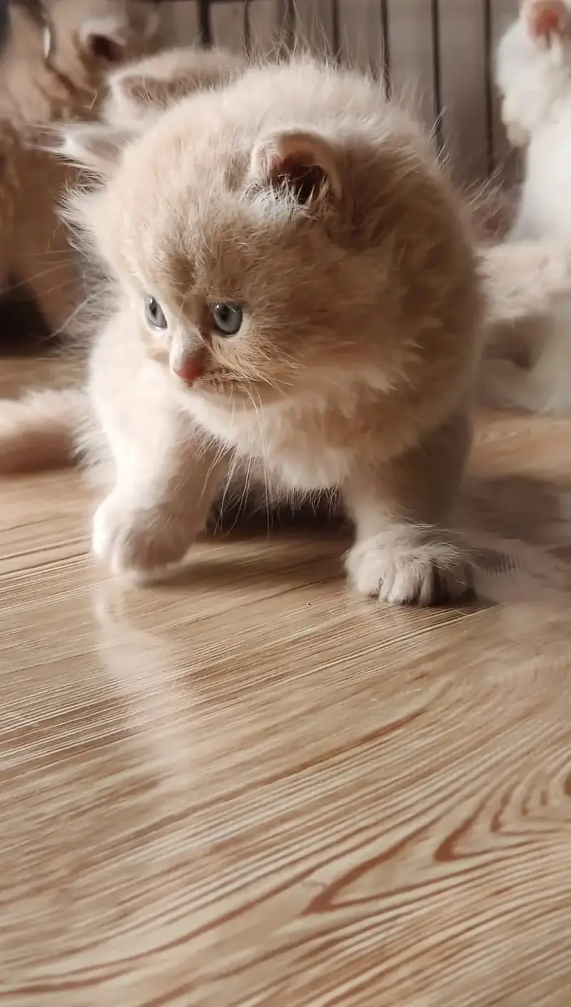 Quality Persian Punchface cat & kitten. moreWhatsApp 03704601746 — photo 3