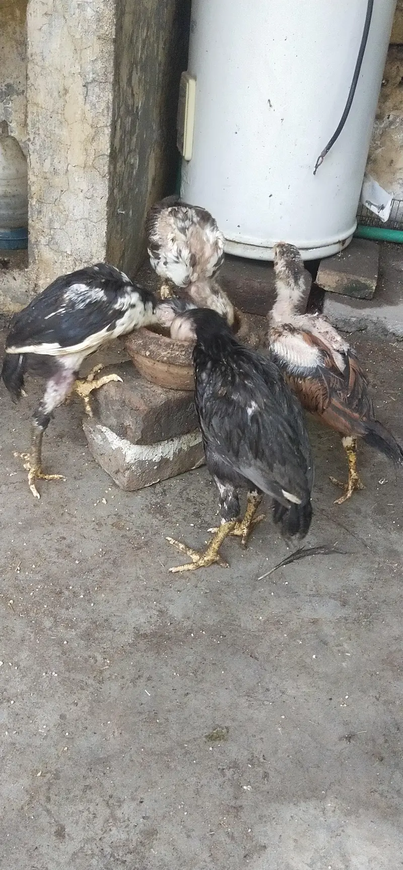 aseel mianwali — photo 5
