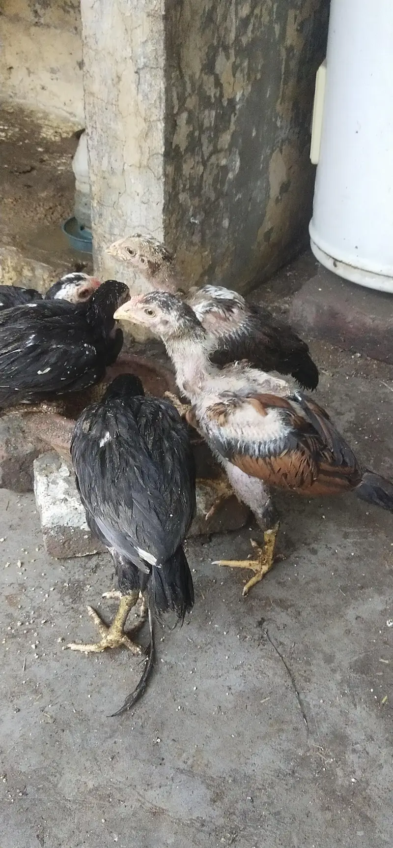 aseel mianwali — photo 7