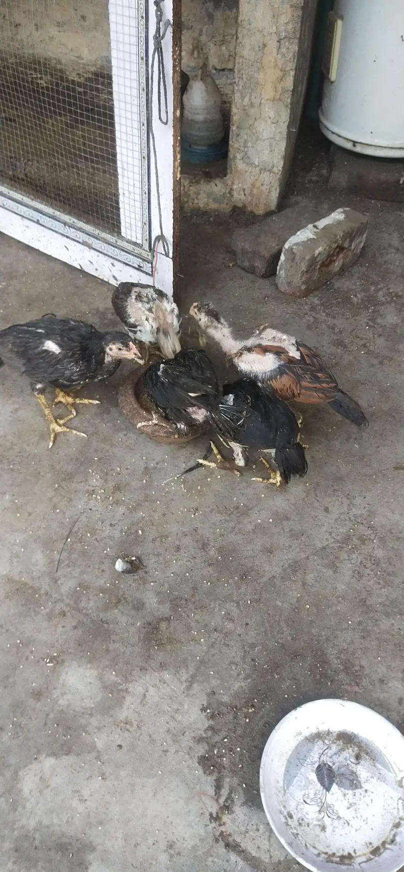 aseel mianwali — photo 8