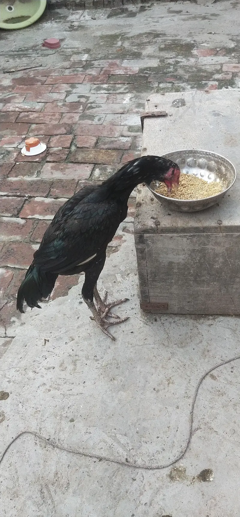 aseel mianwali — photo 12