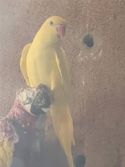 Yellow Ringneck female