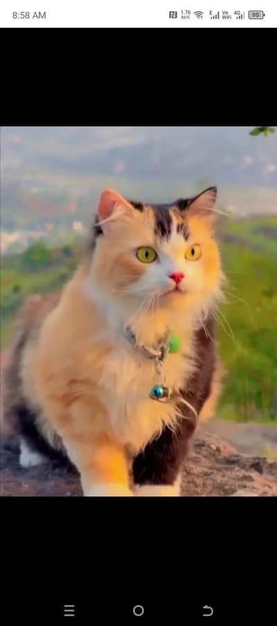 Persian cat for sale Punch face