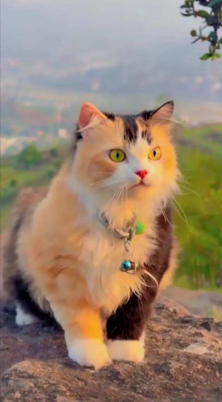 Persian cat for sale Punch face — photo 2
