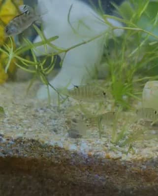 Convict Cichlid babies for free!!