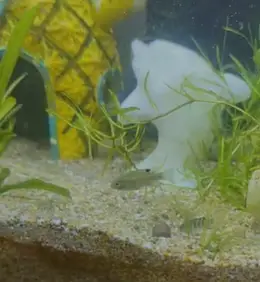 Convict Cichlid babies for free!! — photo 2