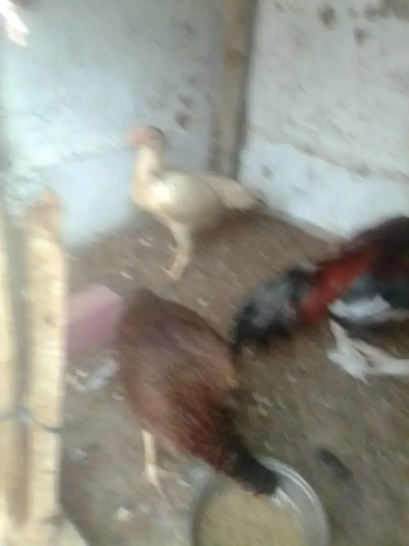 assalamu alaikum urgent sale — photo 2