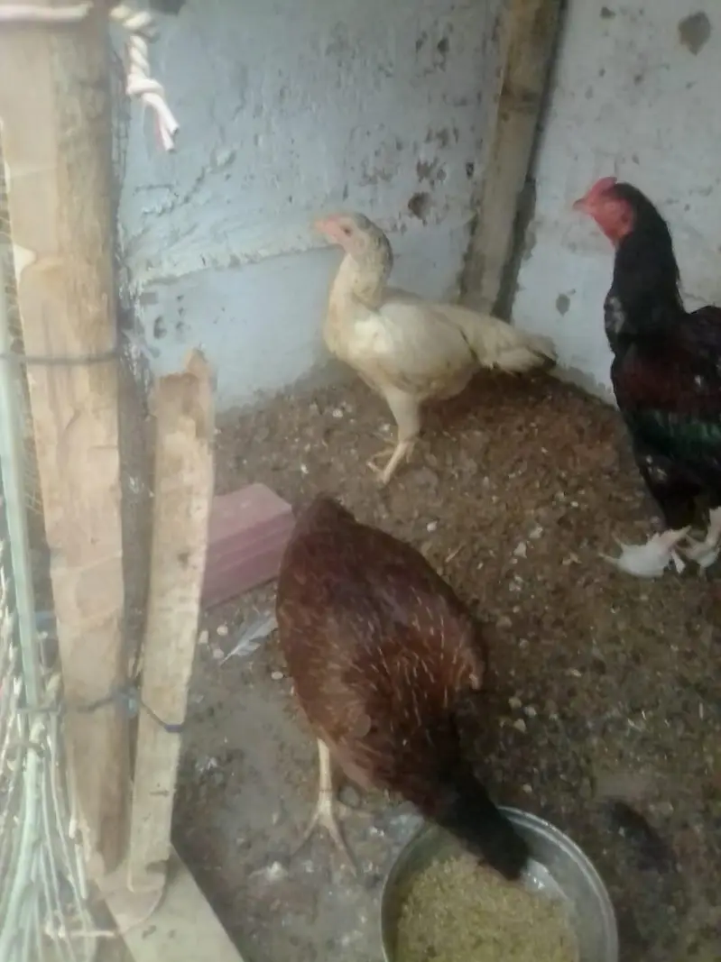 assalamu alaikum urgent sale — photo 3