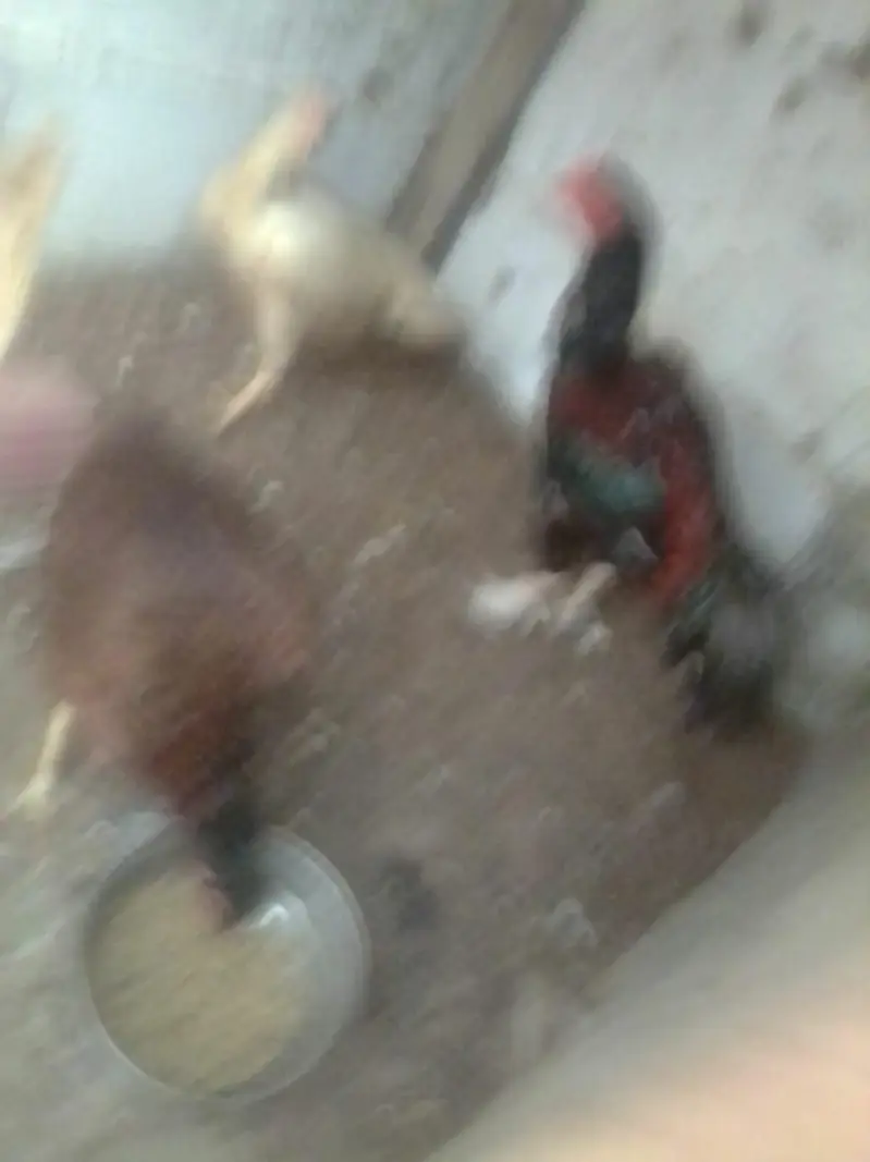 assalamu alaikum urgent sale — photo 4