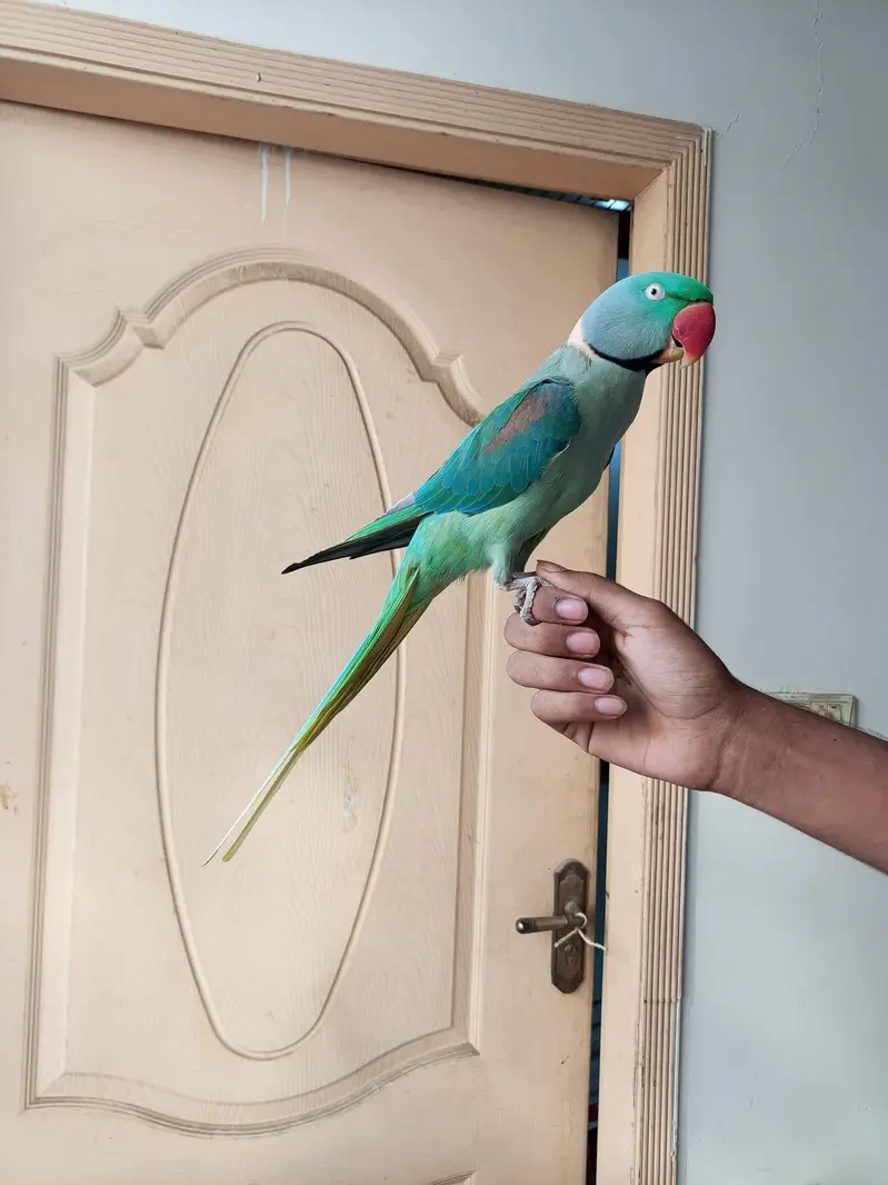 hand Tame raw parrot — photo 3