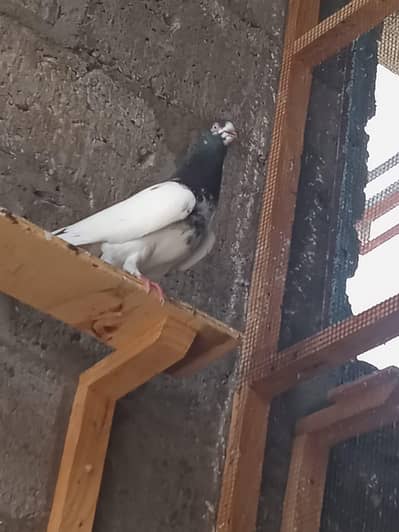 CH Sakhi Teddy Male for Sale | Healthy & Active