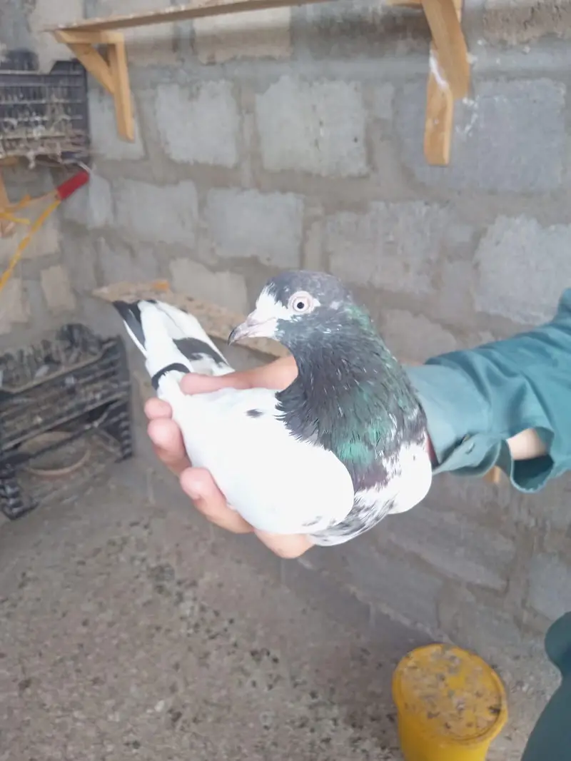 CH Sakhi Teddy Male for Sale | Healthy & Active — photo 2