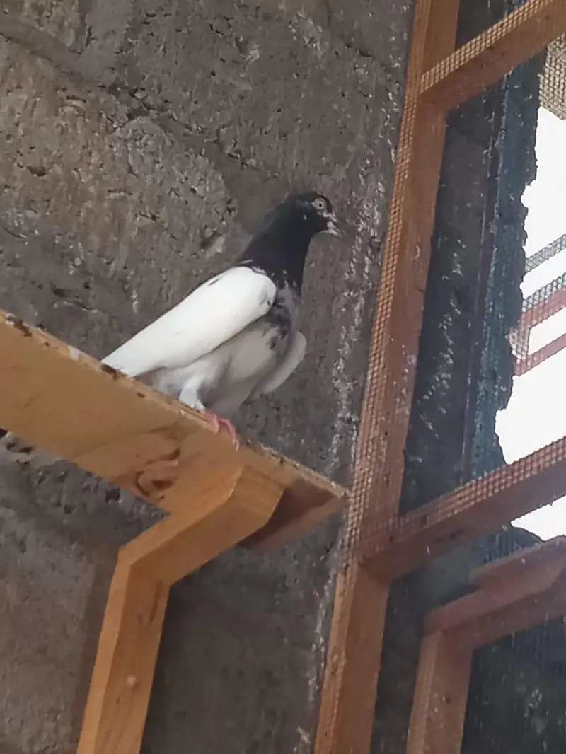 CH Sakhi Teddy Male for Sale | Healthy & Active — photo 3