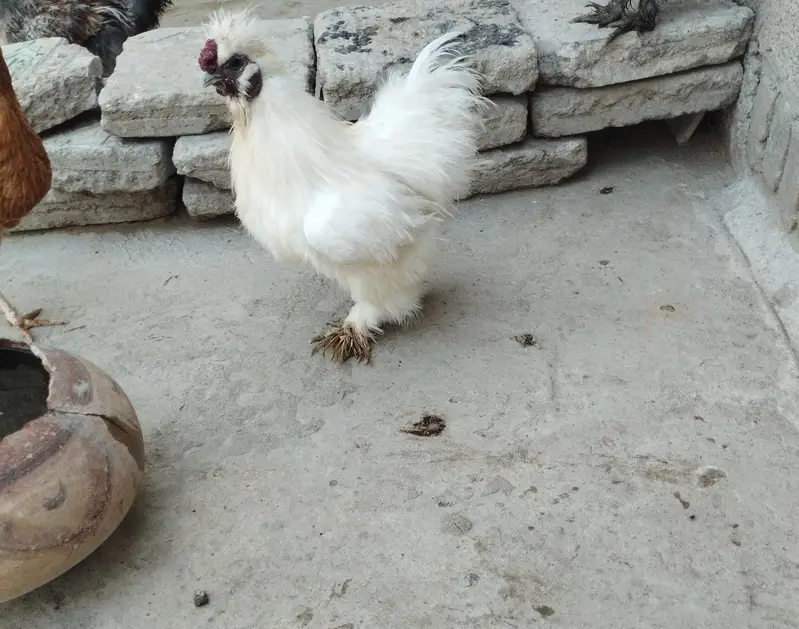 1 pair black silky, 1 female golden silky, 2 white+1 black silky male — photo 2