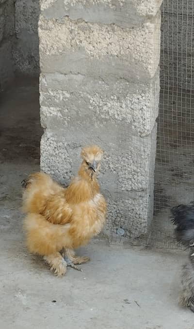 1 pair black silky, 1 female golden silky, 2 white+1 black silky male