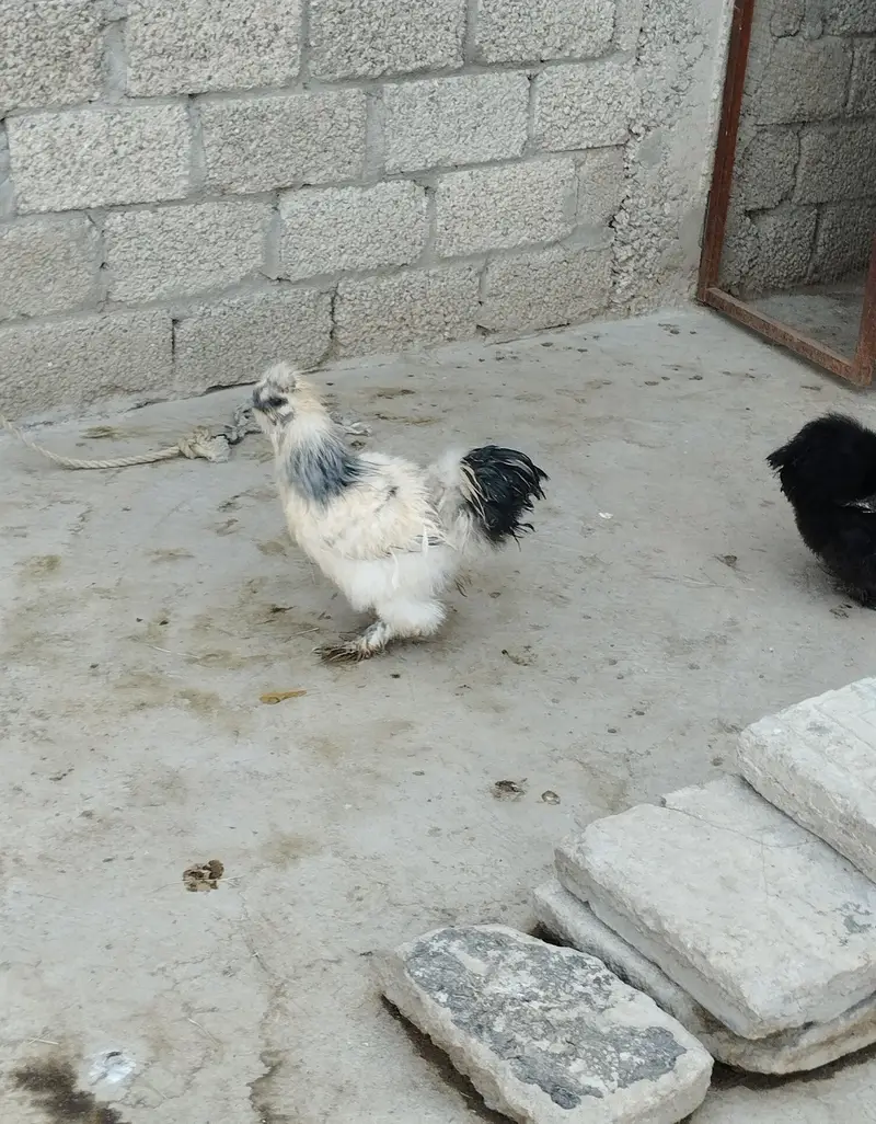 1 pair black silky, 1 female golden silky, 2 white+1 black silky male — photo 3