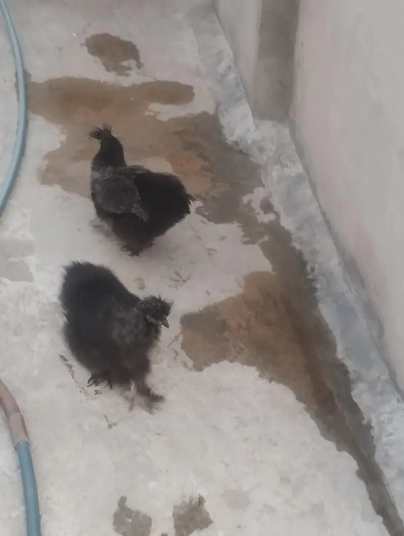 1 pair black silky, 1 female golden silky, 2 white+1 black silky male — photo 4
