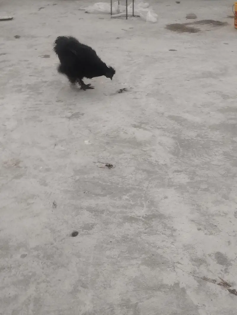 1 pair black silky, 1 female golden silky, 2 white+1 black silky male — photo 5