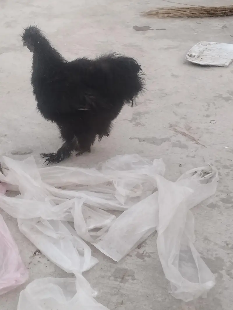 1 pair black silky, 1 female golden silky, 2 white+1 black silky male — photo 6