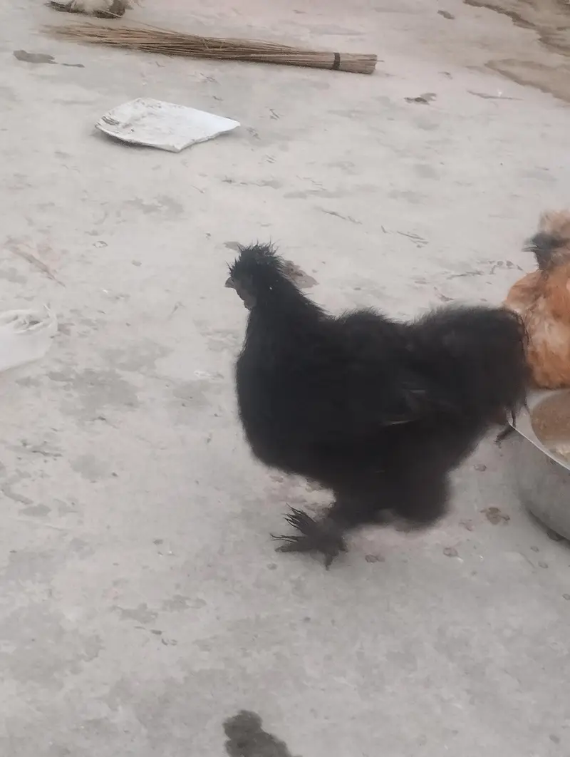 1 pair black silky, 1 female golden silky, 2 white+1 black silky male — photo 7