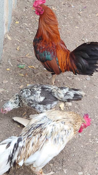 Sindhi Roosters And Hen