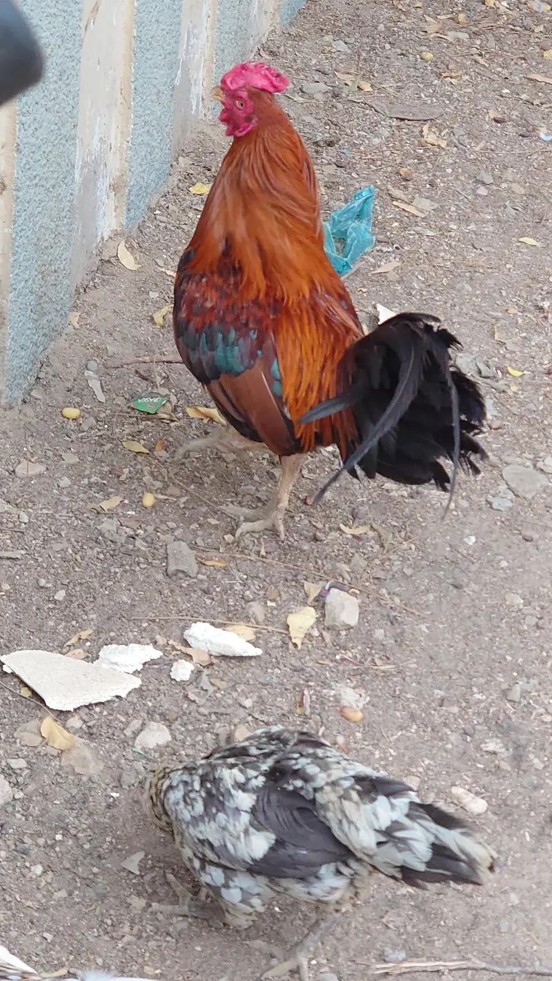 Sindhi Roosters And Hen — photo 2
