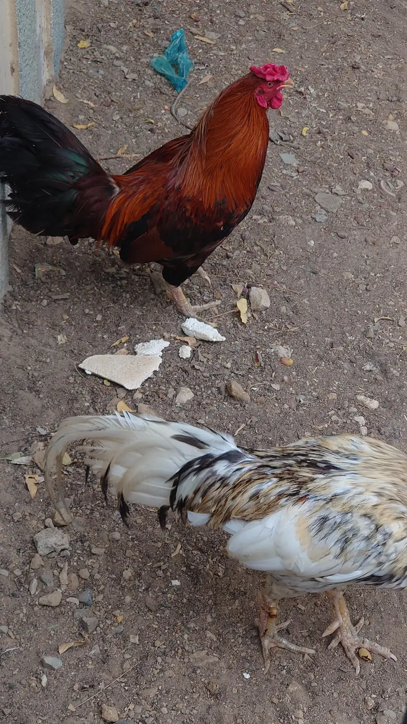 Sindhi Roosters And Hen — photo 3